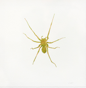DAVID MICHAEL SCOTT Green Spider 