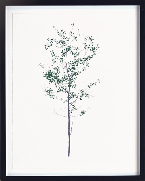 DAVID MICHAEL SCOTT The Tree 