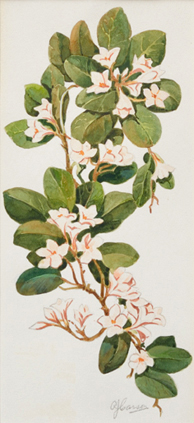A.J. CASSON, R.C.A. (1898-1992) Untitled