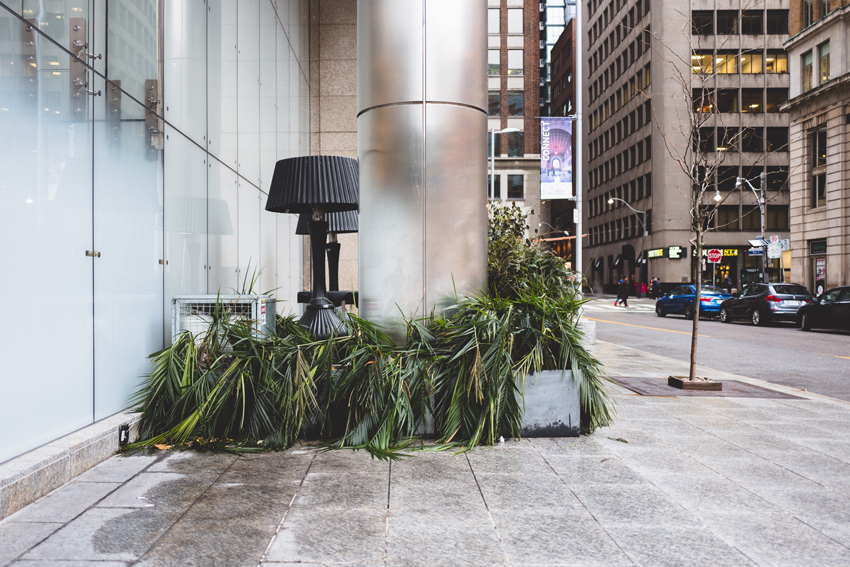 Artist: Jonathan Castellino | Title: wilt.